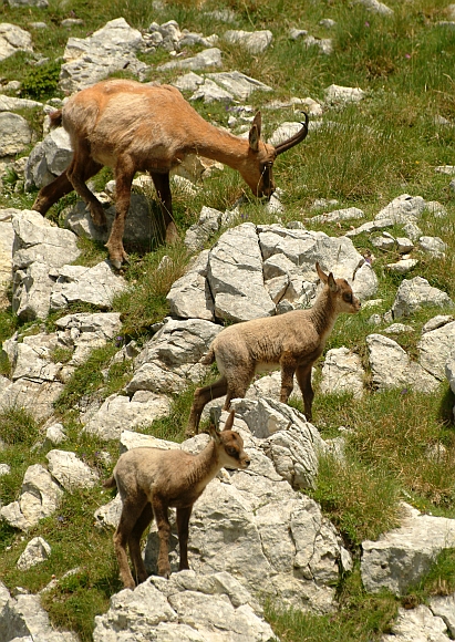 Camoscio d''Abruzzo Rupicapra pyrenaica ornata